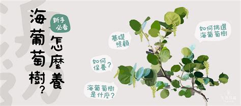 海葡萄 照顧|【海葡萄樹怎麼養？給新手的照護指南】 ...